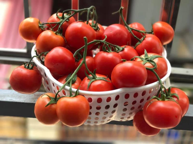 Cà chua là loại thực phẩm tuyệt đối không nên bảo quản trong tủ đông